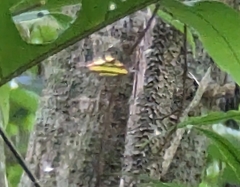 Gasteracantha fornicata