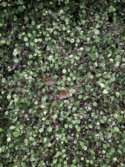 Helichrysum lanceolatum