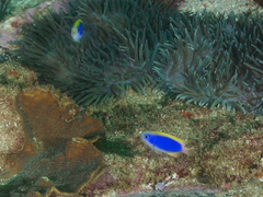 Chrysiptera flavipinnis