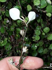 Helichrysum lanceolatum