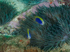 Chrysiptera flavipinnis