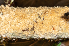 Basidioradulum radula