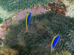 Chrysiptera flavipinnis