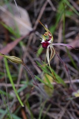 Caladenia parva