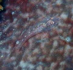 Phyllogobius platycephalops