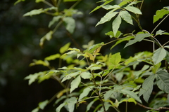 Heteromorpha arborescens abyssinica