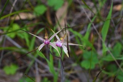 Caladenia versicolor