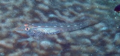 Phyllogobius platycephalops