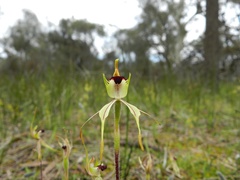 Caladenia villosissima