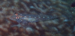 Phyllogobius platycephalops