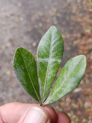 Searsia lucida