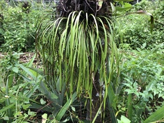 Haplopteris elongata