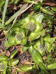 Eryngium humile