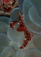 Achaeus japonicus