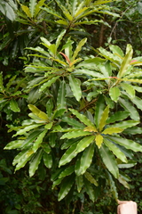 Protorhus longifolia