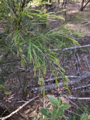 Acacia fimbriata