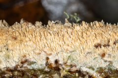 Basidioradulum radula