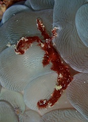 Achaeus japonicus