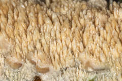 Basidioradulum radula