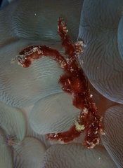 Achaeus japonicus