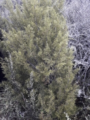 Halocarpus bidwillii