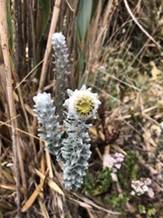 Lasiocephalus ovatus