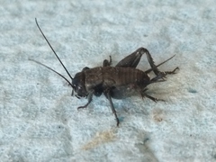Melanogryllus desertus