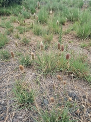 Fingerhuthia africana