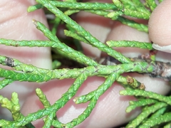 Halocarpus bidwillii