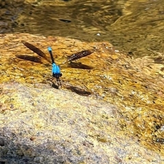 Diphlebia euphoeoides