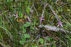 Caladenia versicolor