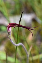 Caladenia versicolor
