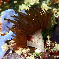 Acrozoanthus australiae