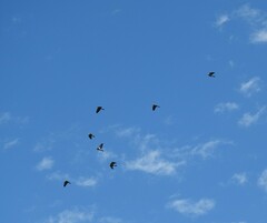 Lopholaimus antarcticus