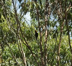 Sericulus chrysocephalus