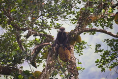 Semnopithecus vetulus