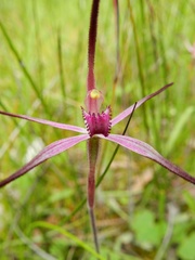 Caladenia versicolor