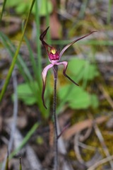 Caladenia versicolor