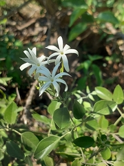 Jasminum