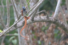 Terpsiphone paradisi