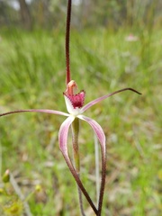 Caladenia versicolor
