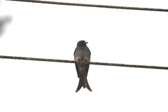 Dicrurus caerulescens