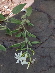 Jasminum