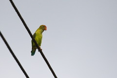 Loriculus beryllinus