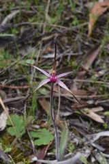 Caladenia versicolor