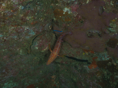Cephalopholis miniata