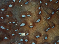 Mycedium elephantotus