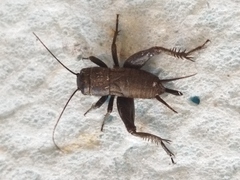 Melanogryllus desertus