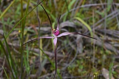 Caladenia versicolor