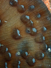 Mycedium elephantotus